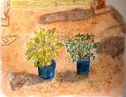 two plants in a space