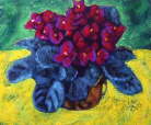 african violets on a yellow cloth