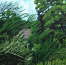 Trees, hedging, roof at Avebury